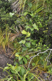 Syzygium wrightii