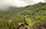 Vegetation at Bernica.