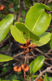 Medusagyne oppositifolia. Close-up.
