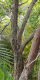 Medusagyne oppositifolia. Bark.