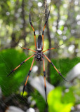 Nephila inaurita