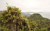Nepenthes pervillei