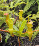 Nepenthes pervillei. Aerial rosette.