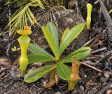 Nepenthes pervillei. Rosette with upper pitchers