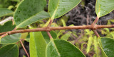 Syzygium wrightii. Odd variety. Petioles.