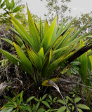 Curculigo seychellensis