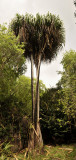 Martellidendron hornei
