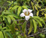 Rothmannia annae