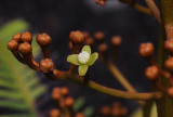 Nepenthes pervillei. Male flower.