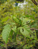 Allophyllus sechellensis