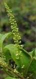 Allophyllus sechellensis. Closer.