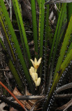 Curculigo seychellensis. Closer.jpg