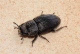 Dorcus sp.