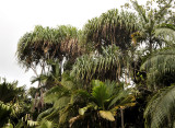Martellidendron hornei