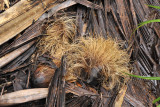 Martellidendron hornei. Seeds.