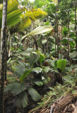 Palm dominated forest Valle de Mai.