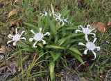 Pancratium zeylanicum