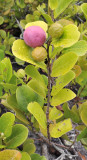 Chrysobalanus icaco. Fruit.