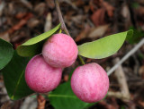 Chrysobalanus icaco. Fruits.