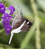 white tail skipper5-big.jpg