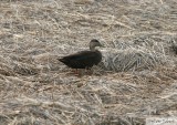 Canard noir<br>American Black Duck<br>Brigantine, New Jersey<br>10 mai  2013