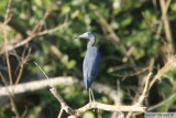 Aigrette bleue<br>Little blue Heron<br>Birding by boat on the Panama Canal <br>11 janvier 2014