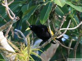 Cacique cul-jaune<br>Yellow-rumped Cacique<br>Birding by boat on the Panama Canal <br>11 janvier 2014