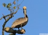 Plican brun<br>Brown Pelican <br>Birding by boat on the Panama Canal <br>11 janvier 2014