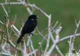 Sporophile variable<br>Variable Seedeater<br>Gamboa Rainforest Resort <br>11 janvier 2014