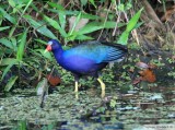 Talve violace<br>Purple Gallinule <br>Birding by boat on the Panama Canal <br>11 janvier 2014