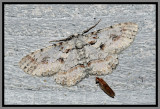 Brown-shaded Gray Moth (Iridopsis defectaria) and Brown Lacewing