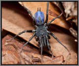 Purseweb Spider Male (Sphodros abboti)