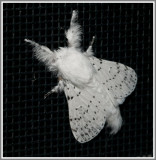 Dot-Lined White Moth (Artace cribrarius)