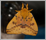 IO Moth (Automeris io)