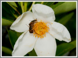 Delta Flower Scarab (Trigonopeltastes delta)