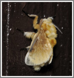 Southern Flannel Moth (Megalopyge opercularis)