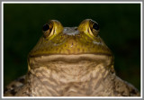 Bull Frog (Lithobates catesbeiana)