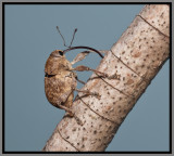 Weevil-Acorn Weevil (Curculio sp.)