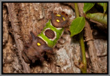Saddleback Caterpillar (Acharia stimulea)