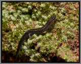 Southern Dusky Salamander (Desmognathus auriculatus)