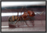 Carpenter Ant (Camponotus socius)