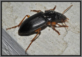Ground Beetle (Harpalus pensylvanicus)