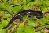 Mole Salamander (Ambystoma talpoideum)