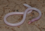Florida worm lizard (Rhineura floridana)