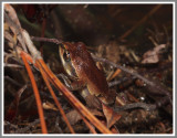 Ornate Chorus Frog (Pseudacris ornata) With Feeding Mosquito