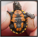Florida Mud Turtle (Kinosternon steindachneri)
