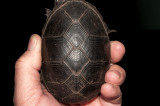 Florida Mud Turtle male (Kinosternon steindachneri)