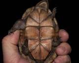 Florida Mud Turtle male (Kinosternon steindachneri)