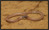 Southeastern Crowned Snake (Tantilla coronata)