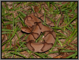 Southern Copperhead (Agkistrodon contortrix contortrix)